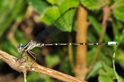 Argia sp. (young male)