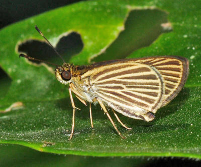 Velvet-streaked Brown-Skipper - Parphorus storax