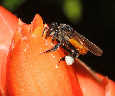 Red-tailed Stingless Bee - Trigona fulviventris 