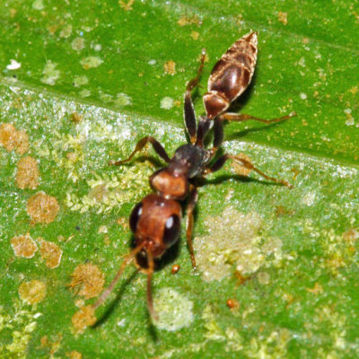 Pseudomyrmex boopis