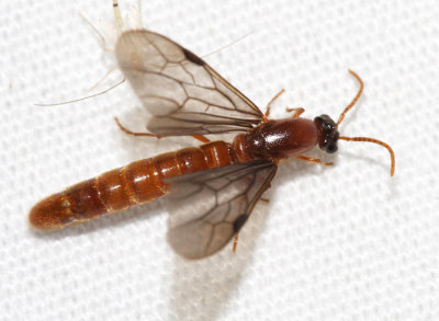 Neivamyrmex sp. (male army ant)
