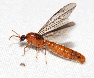 Neivamyrmex sp. (male army ant)