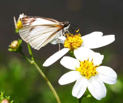 Veined White-Skipper - Heliopetes arsalte