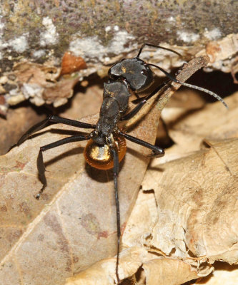 Shimmering Golden Sugar Ant - Camponotus sericeiventris