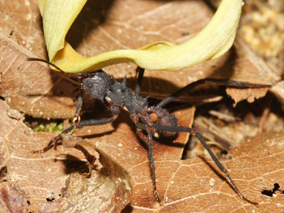 Acromyrmex volcanus