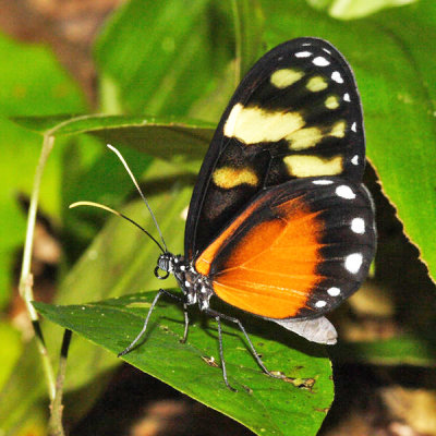 Variegated Ticlear - Godyris zavaleta sosunga