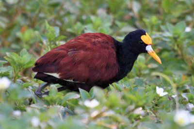 Shorebirds - genus Jacana