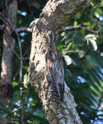 Northern Potoo - Nyctibius jamaicensis