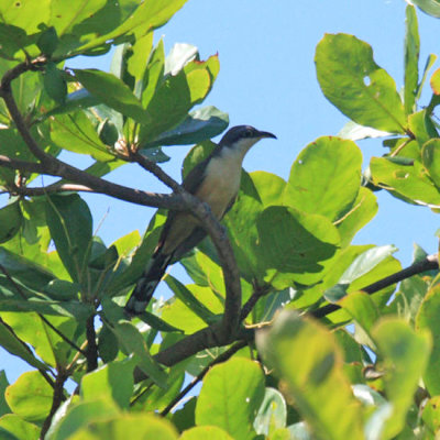 Mangrove Cuckoo - Coccyzus minor