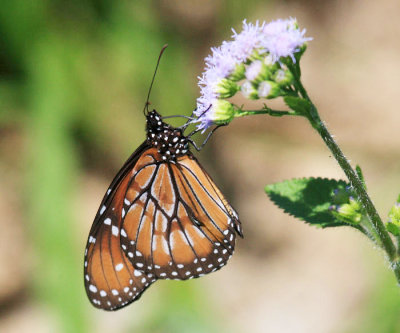 Soldier - Danaus eresimus