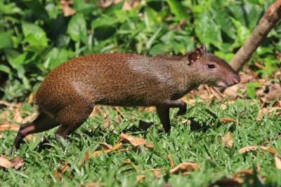 Honduras Mammals