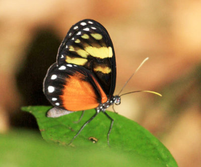 Variegated Ticlear - Godyris zavaleta sosunga