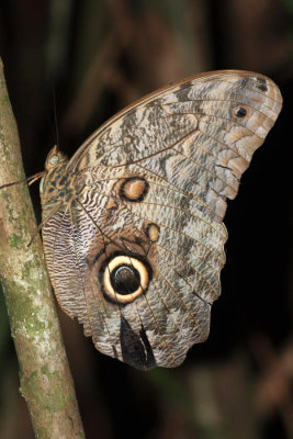 Almond-eyed Owl-Butterfly - Caligo brasiliensis