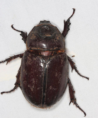  Aloeus Ox Beetle - Strategus aloeus 