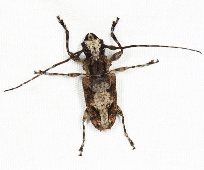 Steirastoma senex