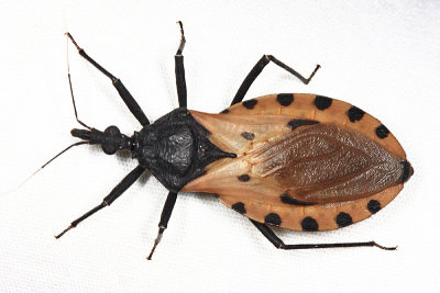 Honduras Reduviidae (assassin bugs)