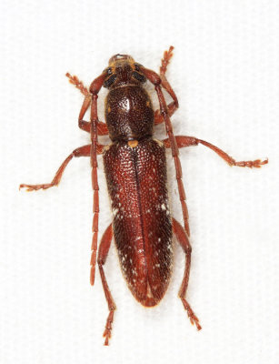 Anelaphus giesberti