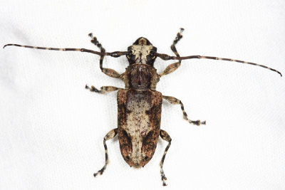 Steirastoma senex