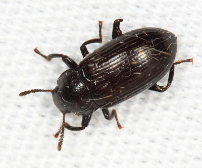 Tenebrionidae