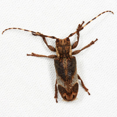 Eudesmus sp.