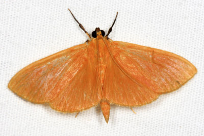 Crambidae - Phaedropsis sp.