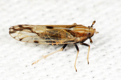 Corn Delphacid - Peregrinus maidis