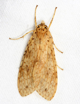 Lophocampa sp.