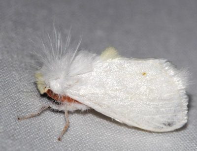 White Flannel Moth - Norape ovina 