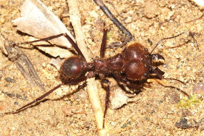 Honduras Ants