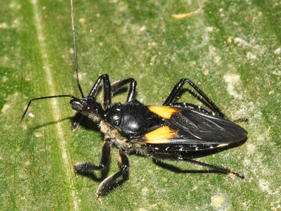 Apiomerus sp.