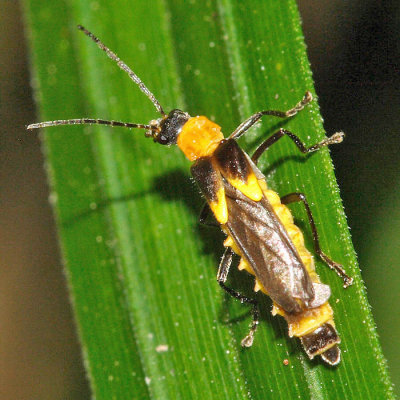 Soldier Beetle - Cantharidae - Belotus sp. (prob. bicolor)