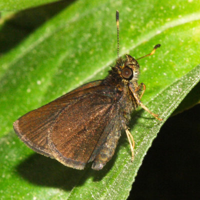 Plain Brown Skipper - Eutocus facilis