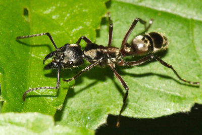  Hairy Panther Ant - Neoponera villosa 