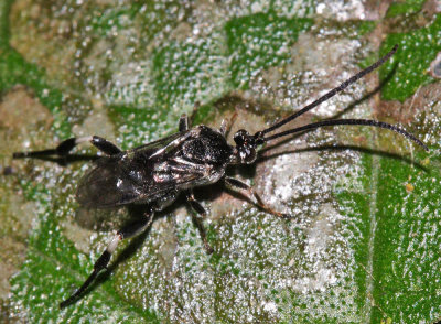 Braconid Wasp - Fornicia sp.