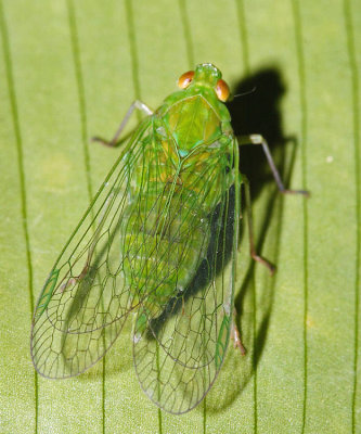 Dictyopharinae - Cuernavaca sp.