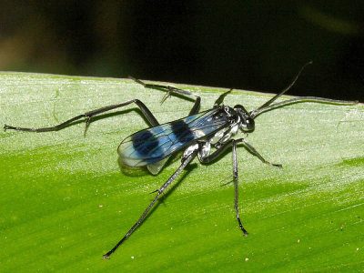 Priochilus sp.