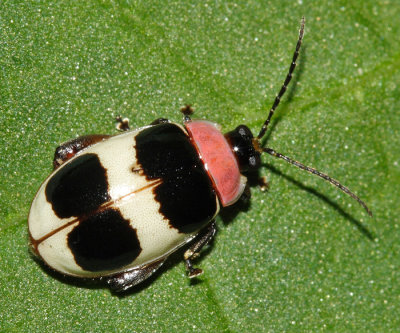 Honduras Alticini (flea beetles)