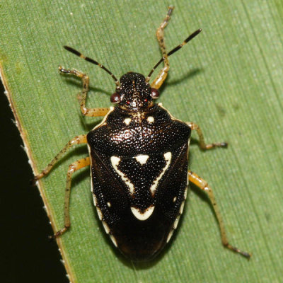 Mormidea pama