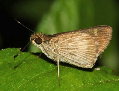 Pasture Skipper - Vehilius stictomenes illudens