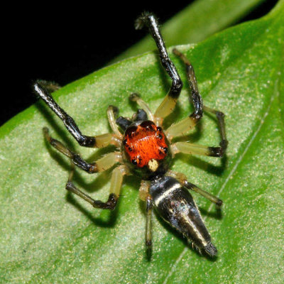 Honduras Arachnids