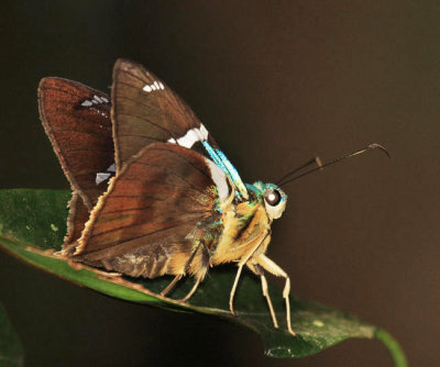 Two-barred Flasher - Astraptes fulgerator