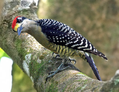 Black-cheeked Woodpecker - Melanerpes pucherani