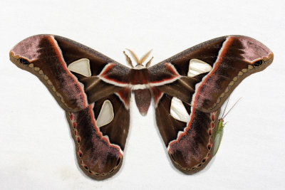 Honduras Lepidoptera (Moths)