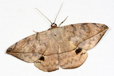 Oxydia vesulia