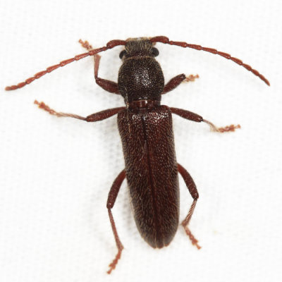 Anelaphus inornatum