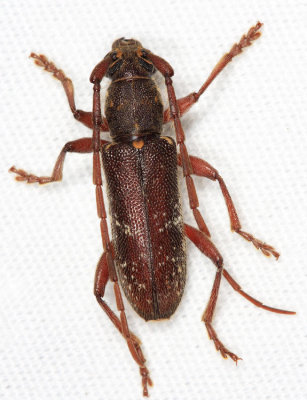 Anelaphus giesberti