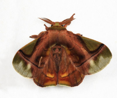 Bombycid Moth - Epia muscosa