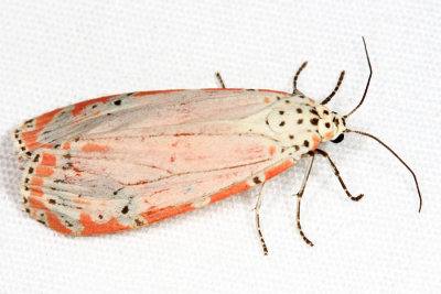 8105 - Ornate Moth - Utetheisa ornatrix