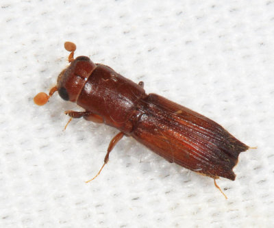 Platypodinae