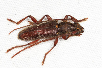 Anelaphus giesberti